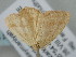  ( - BC_ZSM_Lep_118713)  @11 [ ] by-nc-sa (2023) SNSB, Staatliche Naturwissenschaftliche Sammlungen Bayerns ZSM (SNSB, Zoologische Staatssammlung Muenchen)