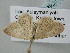  ( - BC_ZSM_Lep_118732)  @11 [ ] by-nc-sa (2023) SNSB, Staatliche Naturwissenschaftliche Sammlungen Bayerns ZSM (SNSB, Zoologische Staatssammlung Muenchen)