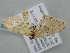  ( - BC_ZSM_Lep_118738)  @11 [ ] by-nc-sa (2023) SNSB, Staatliche Naturwissenschaftliche Sammlungen Bayerns ZSM (SNSB, Zoologische Staatssammlung Muenchen)