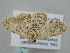  ( - BC_ZSM_Lep_118740)  @11 [ ] by-nc-sa (2023) SNSB, Staatliche Naturwissenschaftliche Sammlungen Bayerns ZSM (SNSB, Zoologische Staatssammlung Muenchen)