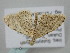  ( - BC_ZSM_Lep_118741)  @11 [ ] by-nc-sa (2023) SNSB, Staatliche Naturwissenschaftliche Sammlungen Bayerns ZSM (SNSB, Zoologische Staatssammlung Muenchen)