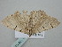  ( - BC_ZSM_Lep_118770)  @11 [ ] by-nc-sa (2023) SNSB, Staatliche Naturwissenschaftliche Sammlungen Bayerns ZSM (SNSB, Zoologische Staatssammlung Muenchen)
