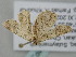  ( - BC_ZSM_Lep_118773)  @11 [ ] by-nc-sa (2023) SNSB, Staatliche Naturwissenschaftliche Sammlungen Bayerns ZSM (SNSB, Zoologische Staatssammlung Muenchen)