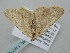  ( - BC_ZSM_Lep_118774)  @11 [ ] by-nc-sa (2023) SNSB, Staatliche Naturwissenschaftliche Sammlungen Bayerns ZSM (SNSB, Zoologische Staatssammlung Muenchen)