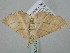  ( - BC_ZSM_Lep_118778)  @11 [ ] by-nc-sa (2023) SNSB, Staatliche Naturwissenschaftliche Sammlungen Bayerns ZSM (SNSB, Zoologische Staatssammlung Muenchen)