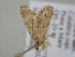  ( - BC_ZSM_Lep_118795)  @11 [ ] by-nc-sa (2023) SNSB, Staatliche Naturwissenschaftliche Sammlungen Bayerns ZSM (SNSB, Zoologische Staatssammlung Muenchen)