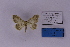  ( - BC_ZSM_Lep_118855)  @11 [ ] by-nc-sa (2023) SNSB, Staatliche Naturwissenschaftliche Sammlungen Bayerns ZSM (SNSB, Zoologische Staatssammlung Muenchen)