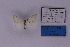  ( - BC_ZSM_Lep_118860)  @11 [ ] by-nc-sa (2023) SNSB, Staatliche Naturwissenschaftliche Sammlungen Bayerns ZSM (SNSB, Zoologische Staatssammlung Muenchen)