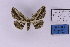  ( - BC_ZSM_Lep_118871)  @11 [ ] by-nc-sa (2023) SNSB, Staatliche Naturwissenschaftliche Sammlungen Bayerns ZSM (SNSB, Zoologische Staatssammlung Muenchen)