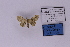  ( - BC_ZSM_Lep_118872)  @11 [ ] by-nc-sa (2023) SNSB, Staatliche Naturwissenschaftliche Sammlungen Bayerns ZSM (SNSB, Zoologische Staatssammlung Muenchen)