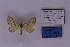  ( - BC_ZSM_Lep_118874)  @11 [ ] by-nc-sa (2023) SNSB, Staatliche Naturwissenschaftliche Sammlungen Bayerns ZSM (SNSB, Zoologische Staatssammlung Muenchen)