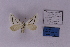  (Conchylia irene - BC_ZSM_Lep_118876)  @11 [ ] by-nc-sa (2023) SNSB, Staatliche Naturwissenschaftliche Sammlungen Bayerns ZSM (SNSB, Zoologische Staatssammlung Muenchen)