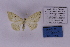  (Scopula subobliquaria - BC_ZSM_Lep_118882)  @11 [ ] by-nc-sa (2023) SNSB, Staatliche Naturwissenschaftliche Sammlungen Bayerns ZSM (SNSB, Zoologische Staatssammlung Muenchen)