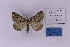  ( - BC_ZSM_Lep_118897)  @11 [ ] by-nc-sa (2023) SNSB, Staatliche Naturwissenschaftliche Sammlungen Bayerns ZSM (SNSB, Zoologische Staatssammlung Muenchen)