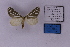  ( - BC_ZSM_Lep_118899)  @11 [ ] by-nc-sa (2023) SNSB, Staatliche Naturwissenschaftliche Sammlungen Bayerns ZSM (SNSB, Zoologische Staatssammlung Muenchen)