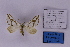  (Conchylia gamma - BC_ZSM_Lep_118900)  @11 [ ] by-nc-sa (2023) SNSB, Staatliche Naturwissenschaftliche Sammlungen Bayerns ZSM (SNSB, Zoologische Staatssammlung Muenchen)