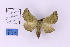  ( - BC_ZSM_Lep_118910)  @11 [ ] by-nc-sa (2023) SNSB, Staatliche Naturwissenschaftliche Sammlungen Bayerns ZSM (SNSB, Zoologische Staatssammlung Muenchen)