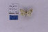 ( - BC_ZSM_Lep_118913)  @11 [ ] by-nc-sa (2023) SNSB, Staatliche Naturwissenschaftliche Sammlungen Bayerns ZSM (SNSB, Zoologische Staatssammlung Muenchen)