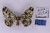  ( - BC_ZSM_Lep_118918)  @11 [ ] by-nc-sa (2023) SNSB, Staatliche Naturwissenschaftliche Sammlungen Bayerns ZSM (SNSB, Zoologische Staatssammlung Muenchen)