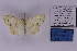  ( - BC_ZSM_Lep_118920)  @11 [ ] by-nc-sa (2023) SNSB, Staatliche Naturwissenschaftliche Sammlungen Bayerns ZSM (SNSB, Zoologische Staatssammlung Muenchen)