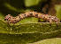  ( - BC_ZSM_Lep_118964)  @11 [ ] by-nc-sa (2023) SNSB, Staatliche Naturwissenschaftliche Sammlungen Bayerns ZSM (SNSB, Zoologische Staatssammlung Muenchen)