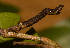  ( - BC_ZSM_Lep_118985)  @11 [ ] by-nc-sa (2023) SNSB, Staatliche Naturwissenschaftliche Sammlungen Bayerns ZSM (SNSB, Zoologische Staatssammlung Muenchen)