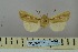  ( - BC_ZSM_Lep_119064)  @11 [ ] by-nc-sa (2023) SNSB, Staatliche Naturwissenschaftliche Sammlungen Bayerns ZSM (SNSB, Zoologische Staatssammlung Muenchen)