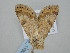  ( - BC_ZSM_Lep_119095)  @11 [ ] by-nc-sa (2023) SNSB, Staatliche Naturwissenschaftliche Sammlungen Bayerns ZSM (SNSB, Zoologische Staatssammlung Muenchen)