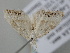  ( - BC_ZSM_Lep_119126)  @11 [ ] by-nc-sa (2023) SNSB, Staatliche Naturwissenschaftliche Sammlungen Bayerns ZSM (SNSB, Zoologische Staatssammlung Muenchen)