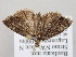  ( - BC_ZSM_Lep_119166)  @11 [ ] by-nc-sa (2023) SNSB, Staatliche Naturwissenschaftliche Sammlungen Bayerns ZSM (SNSB, Zoologische Staatssammlung Muenchen)