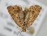  ( - BC_ZSM_Lep_119171)  @11 [ ] by-nc-sa (2023) SNSB, Staatliche Naturwissenschaftliche Sammlungen Bayerns ZSM (SNSB, Zoologische Staatssammlung Muenchen)