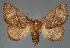  ( - BC_ZSM_Lep_115508_b)  @11 [ ] by-nc-sa (2024) SNSB, Staatliche Naturwissenschaftliche Sammlungen Bayerns ZSM (SNSB, Zoologische Staatssammlung Muenchen)