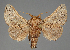  ( - BC_ZSM_Lep_115546_b)  @11 [ ] by-nc-sa (2024) SNSB, Staatliche Naturwissenschaftliche Sammlungen Bayerns ZSM (SNSB, Zoologische Staatssammlung Muenchen)