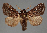  ( - BC_ZSM_Lep_115551_b)  @11 [ ] by-nc-sa (2024) SNSB, Staatliche Naturwissenschaftliche Sammlungen Bayerns ZSM (SNSB, Zoologische Staatssammlung Muenchen)
