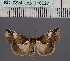  (Risoba sticticraspisDS01_UG - BC_ZSM_Lep_116527)  @11 [ ] by-nc-sa (2024) SNSB, Staatliche Naturwissenschaftliche Sammlungen Bayerns ZSM (SNSB, Zoologische Staatssammlung Muenchen)