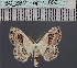  (Problepsis arabukoensis - BC_ZSM_Lep_116531)  @11 [ ] by-nc-sa (2024) SNSB, Staatliche Naturwissenschaftliche Sammlungen Bayerns ZSM (SNSB, Zoologische Staatssammlung Muenchen)