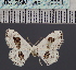  ( - BC_ZSM_Lep_116551)  @11 [ ] by-nc-sa (2024) SNSB, Staatliche Naturwissenschaftliche Sammlungen Bayerns ZSM (SNSB, Zoologische Staatssammlung Muenchen)
