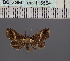  (Risoba DS01_Gha - BC_ZSM_Lep_116554)  @11 [ ] by-nc-sa (2024) SNSB, Staatliche Naturwissenschaftliche Sammlungen Bayerns ZSM (SNSB, Zoologische Staatssammlung Muenchen)