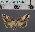  (Risoba sticticraspis - BC_ZSM_Lep_116555)  @11 [ ] by-nc-sa (2024) SNSB, Staatliche Naturwissenschaftliche Sammlungen Bayerns ZSM (SNSB, Zoologische Staatssammlung Muenchen)