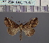  (Risoba DS02_Gha - BC_ZSM_Lep_116558)  @11 [ ] by-nc-sa (2024) SNSB, Staatliche Naturwissenschaftliche Sammlungen Bayerns ZSM (SNSB, Zoologische Staatssammlung Muenchen)