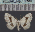  ( - BC_ZSM_Lep_116559)  @11 [ ] by-nc-sa (2024) SNSB, Staatliche Naturwissenschaftliche Sammlungen Bayerns ZSM (SNSB, Zoologische Staatssammlung Muenchen)