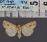  ( - BC_ZSM_Lep_116561)  @11 [ ] by-nc-sa (2024) SNSB, Staatliche Naturwissenschaftliche Sammlungen Bayerns ZSM (SNSB, Zoologische Staatssammlung Muenchen)