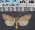  ( - BC_ZSM_Lep_116569)  @11 [ ] by-nc-sa (2024) SNSB, Staatliche Naturwissenschaftliche Sammlungen Bayerns ZSM (SNSB, Zoologische Staatssammlung Muenchen)