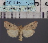  ( - BC_ZSM_Lep_116571)  @11 [ ] by-nc-sa (2024) SNSB, Staatliche Naturwissenschaftliche Sammlungen Bayerns ZSM (SNSB, Zoologische Staatssammlung Muenchen)