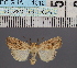  ( - BC_ZSM_Lep_116577)  @11 [ ] by-nc-sa (2024) SNSB, Staatliche Naturwissenschaftliche Sammlungen Bayerns ZSM (SNSB, Zoologische Staatssammlung Muenchen)