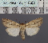  ( - BC_ZSM_Lep_116580)  @11 [ ] by-nc-sa (2024) SNSB, Staatliche Naturwissenschaftliche Sammlungen Bayerns ZSM (SNSB, Zoologische Staatssammlung Muenchen)