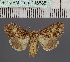  (Anarta DS01_MDG - BC_ZSM_Lep_116585)  @11 [ ] by-nc-sa (2024) SNSB, Staatliche Naturwissenschaftliche Sammlungen Bayerns ZSM (SNSB, Zoologische Staatssammlung Muenchen)