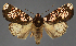  ( - BC_ZSM_Lep_117991)  @11 [ ] by-nc-sa (2024) SNSB, Staatliche Naturwissenschaftliche Sammlungen Bayerns ZSM (SNSB, Zoologische Staatssammlung Muenchen)