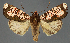  ( - BC_ZSM_Lep_117992)  @11 [ ] by-nc-sa (2024) SNSB, Staatliche Naturwissenschaftliche Sammlungen Bayerns ZSM (SNSB, Zoologische Staatssammlung Muenchen)