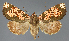  ( - BC_ZSM_Lep_117993)  @11 [ ] by-nc-sa (2024) SNSB, Staatliche Naturwissenschaftliche Sammlungen Bayerns ZSM (SNSB, Zoologische Staatssammlung Muenchen)